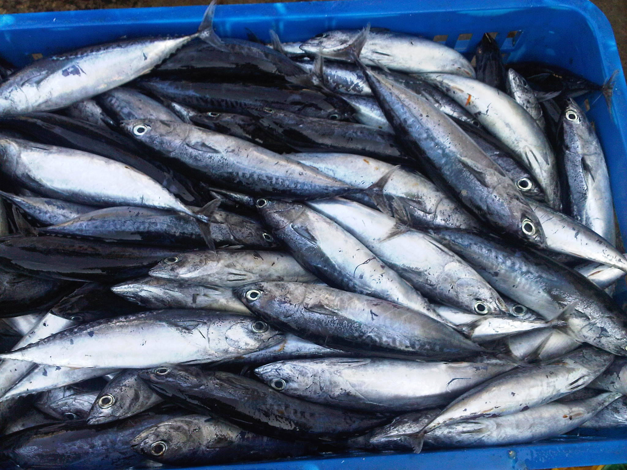Mengenal Jenis Ikan Tangkapan Nelayan di Lautan Indonesia - Pecinta
