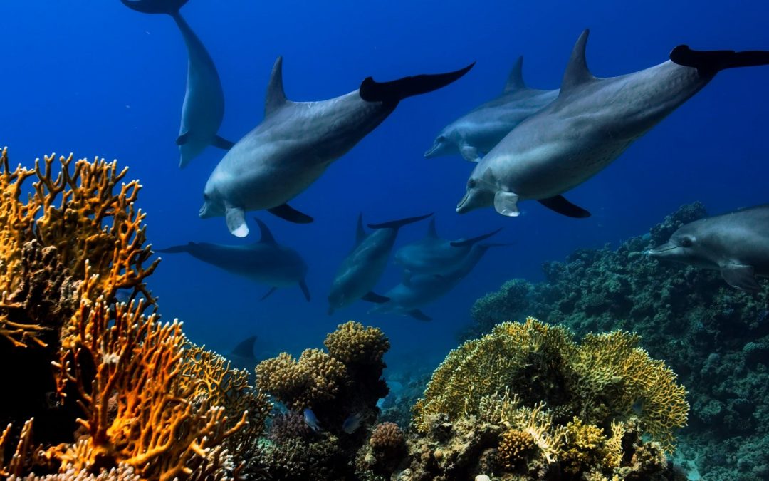 5 Hewan Laut Paling Pintar!